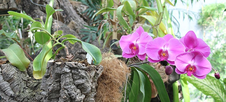Comment tu récupère une orchidée morte ?