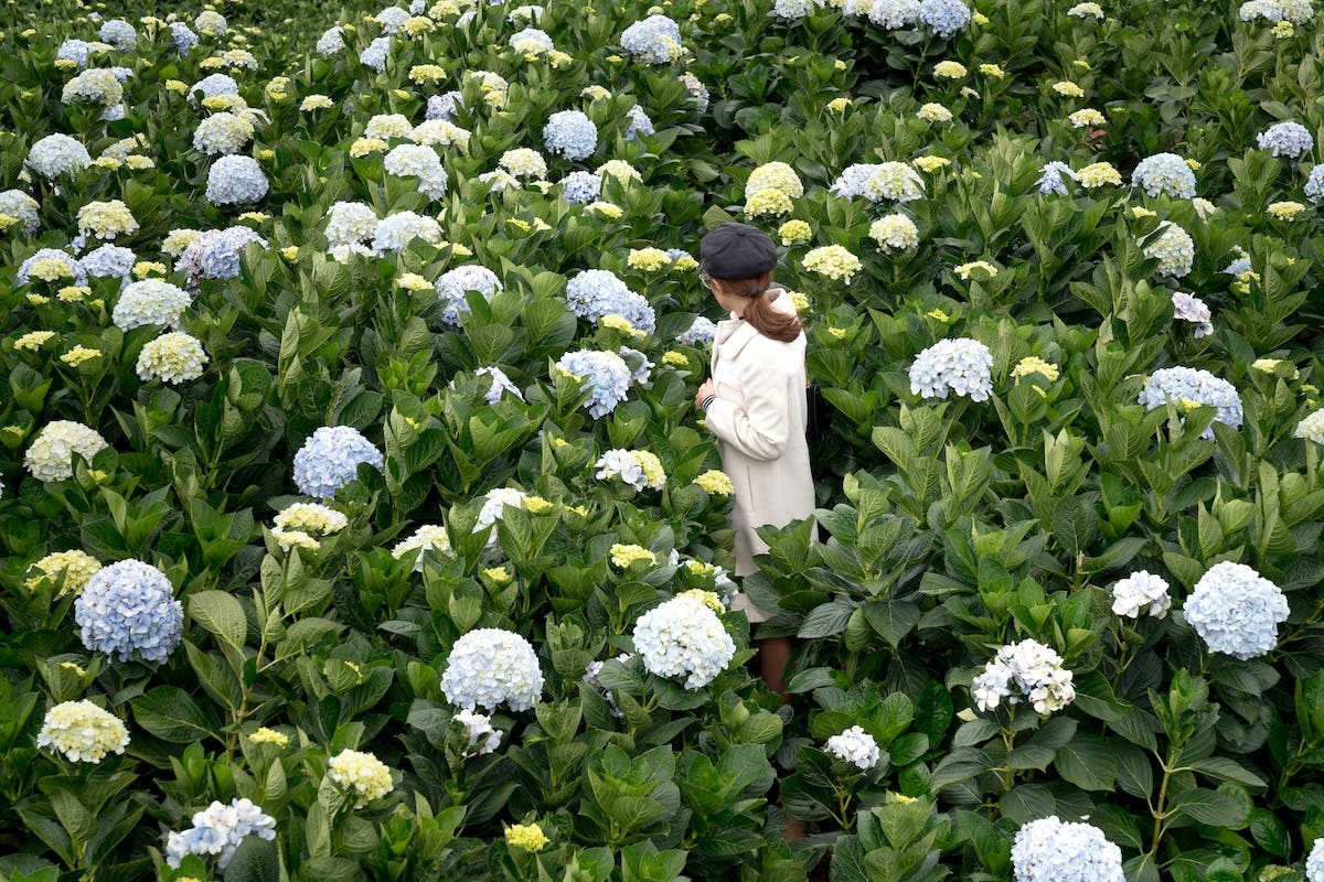 Pourquoi mes hortensias ne fleurissent pas? découvrez les erreurs à ne pas commettre et comment
