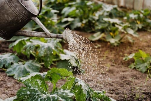 Optimiser l’arrosage de votre jardin pour économiser l’eau : découvrez les meilleures techniques