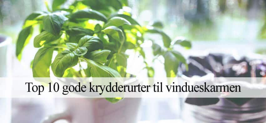 Quelle plante dans la cuisine ?
