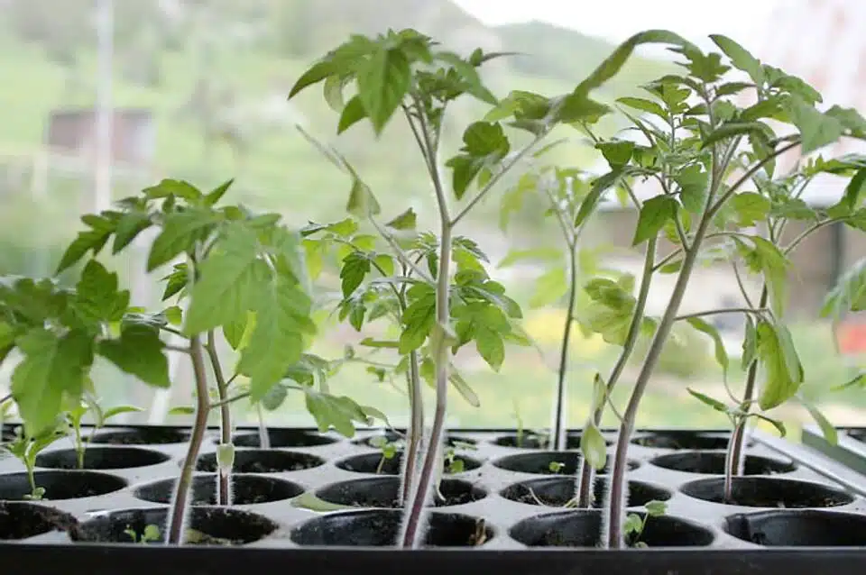 des plantes comment l'éviter