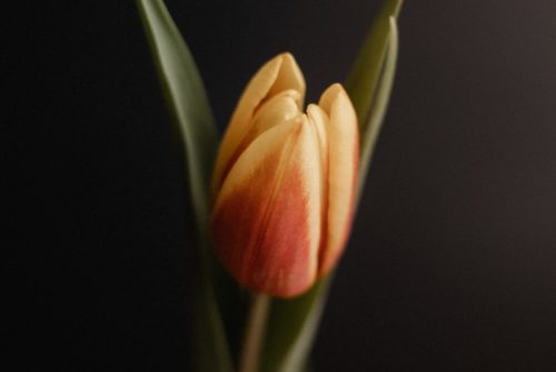 Les avantages de laisser les bulbes de tulipe en terre
