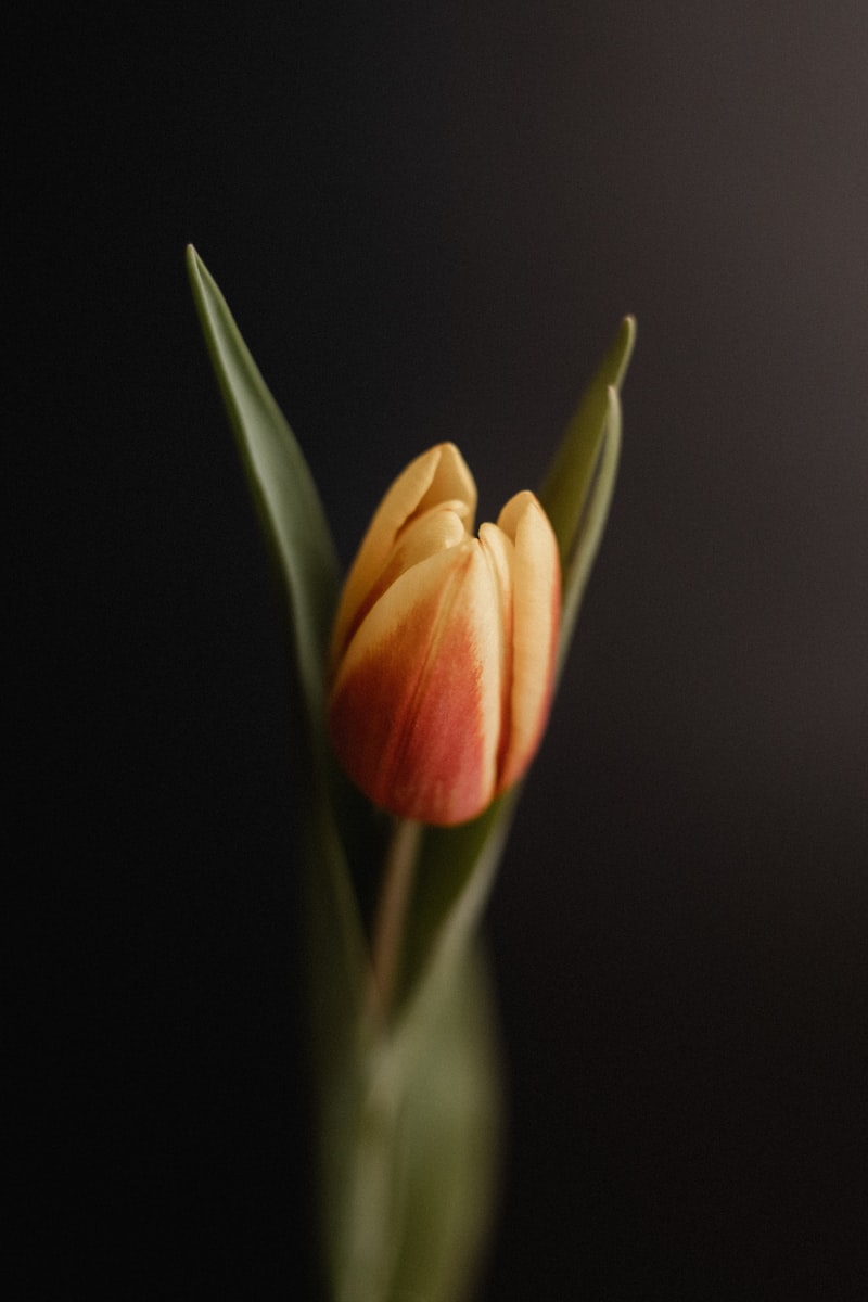 Les avantages de laisser les bulbes de tulipe en terre