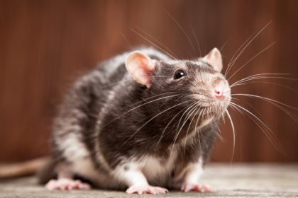 Optimisez l’hygiène de votre habitation à Pontcharra grâce à notre service de dératisation