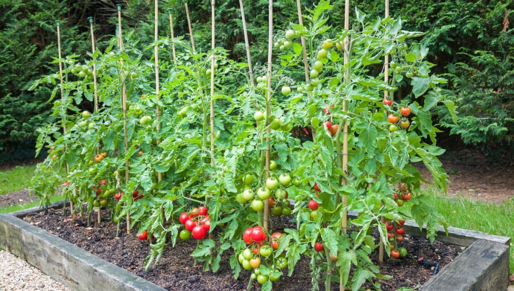 Quand et comment planter des tomates ?