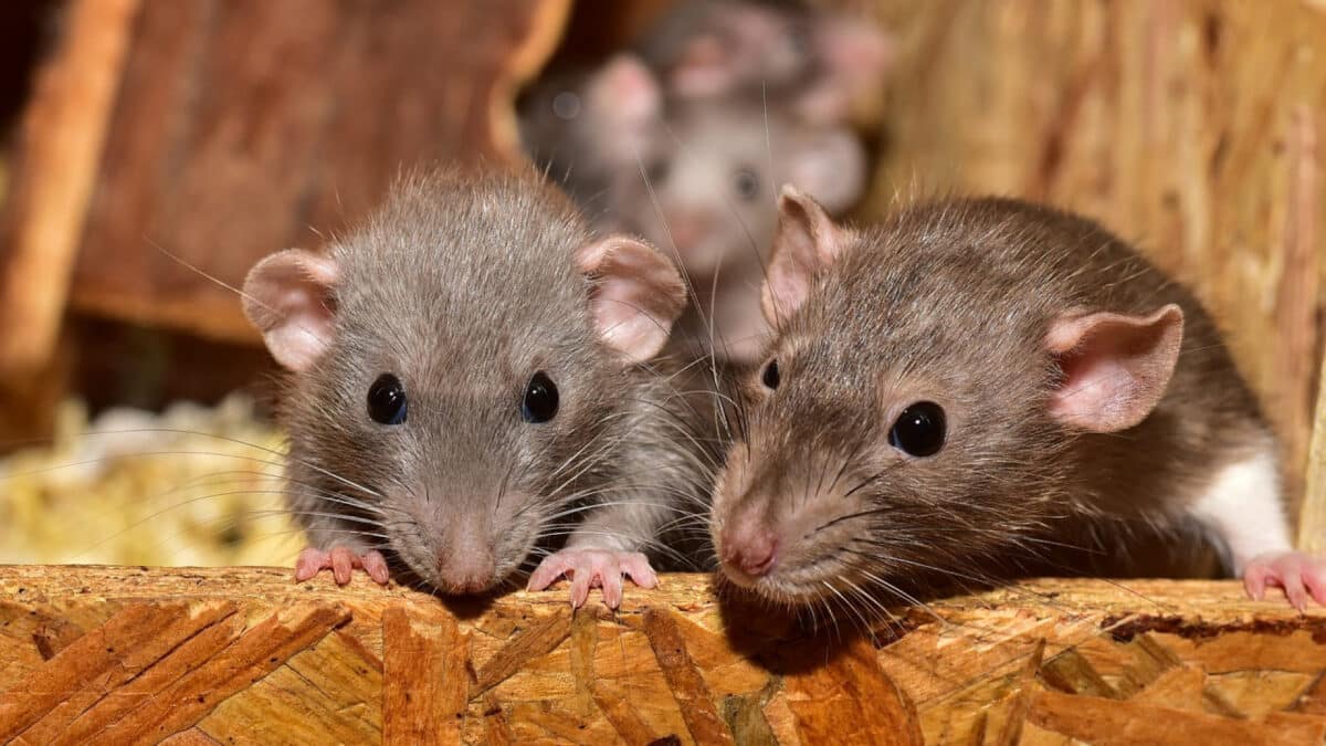 Pourquoi les rats envahissent votre maison ?