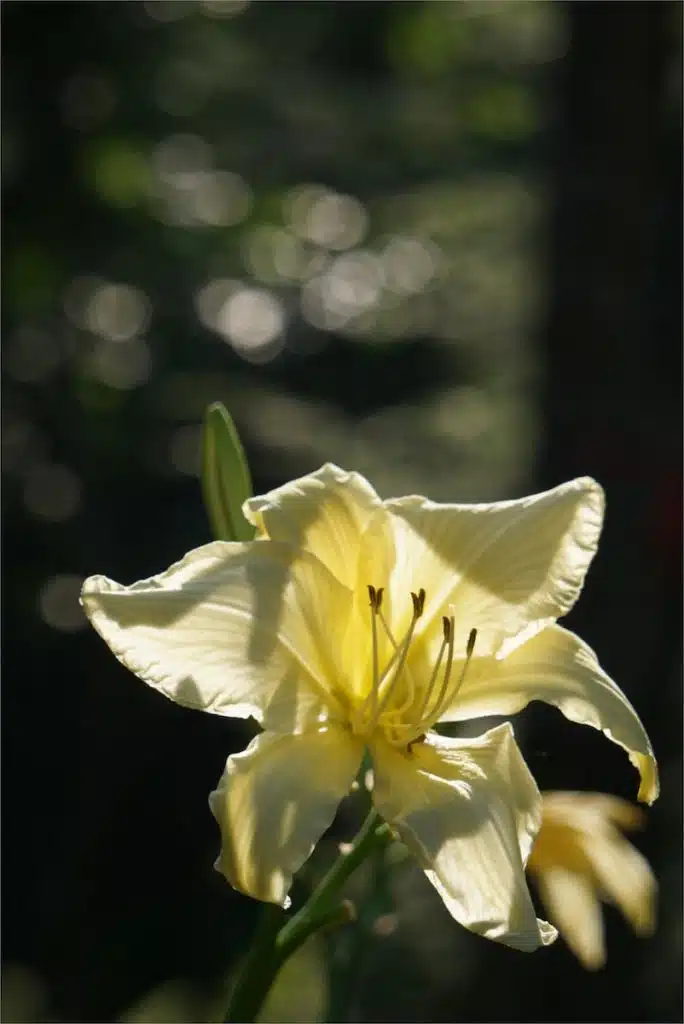 white and yellow flower in tilt shift lens