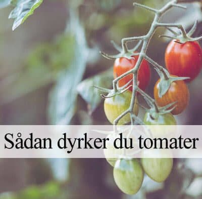 Quand et comment planter des tomates ?