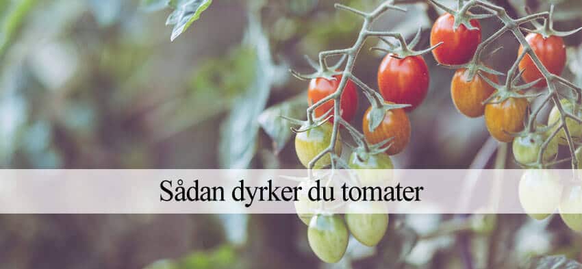 Quand et comment planter des tomates ?