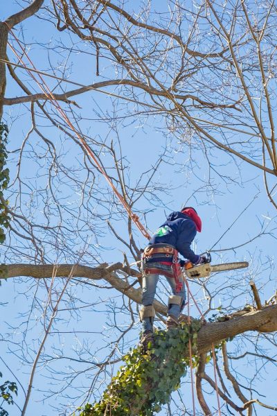 Tout savoir sur les services d’élagage pour vos arbres