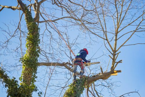Tout savoir sur les services d’élagage pour vos arbres