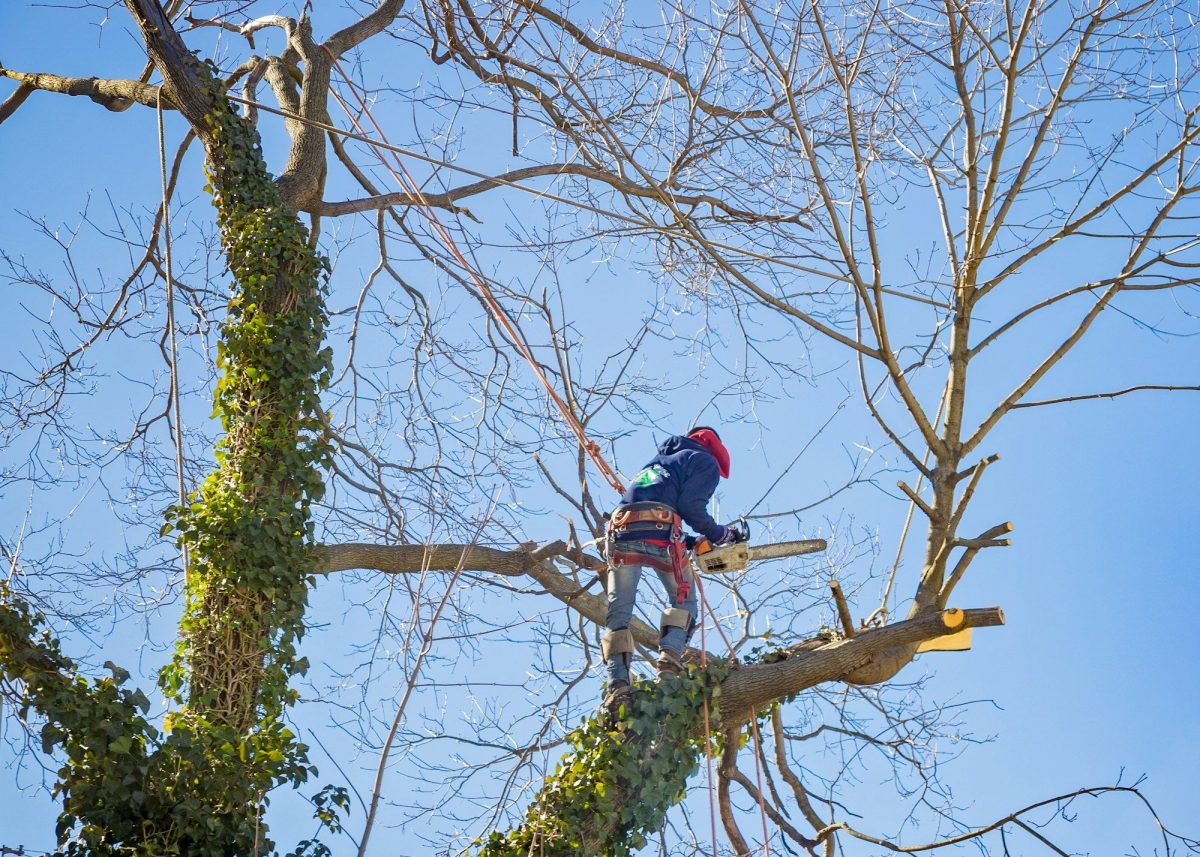 Tout savoir sur les services d’élagage pour vos arbres